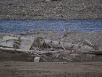 20170418Tokachi (335)